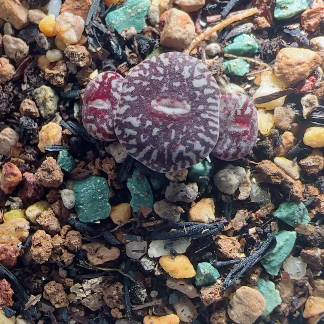 多肉植物超墨52号