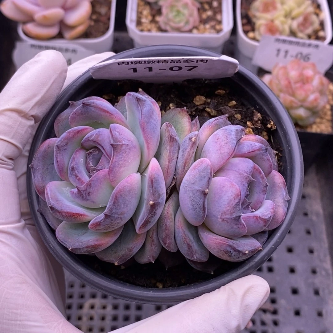 【闪购商品】11-07黑橙