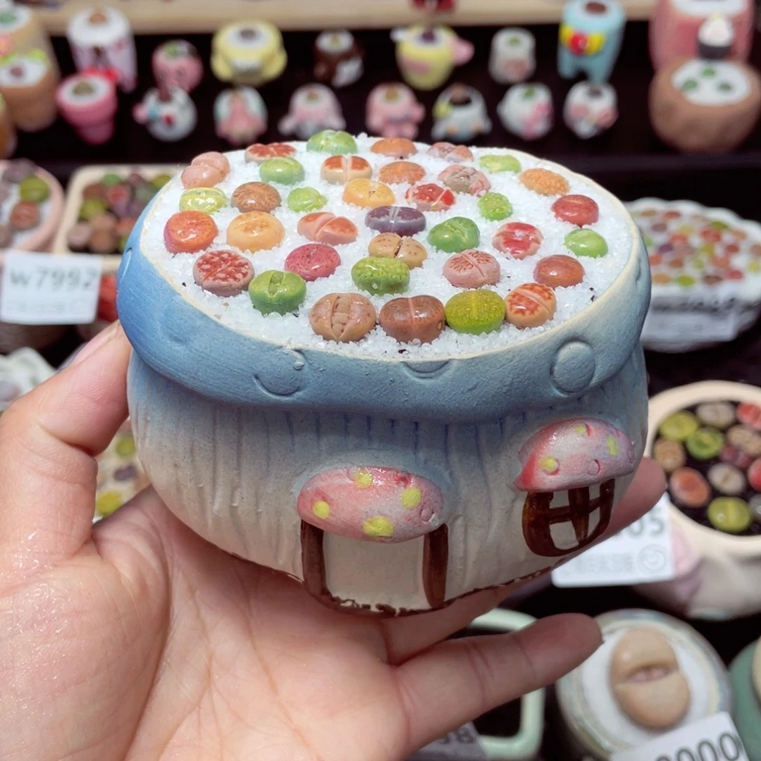 w8013 带盆土发货-零下地区拍保温箱