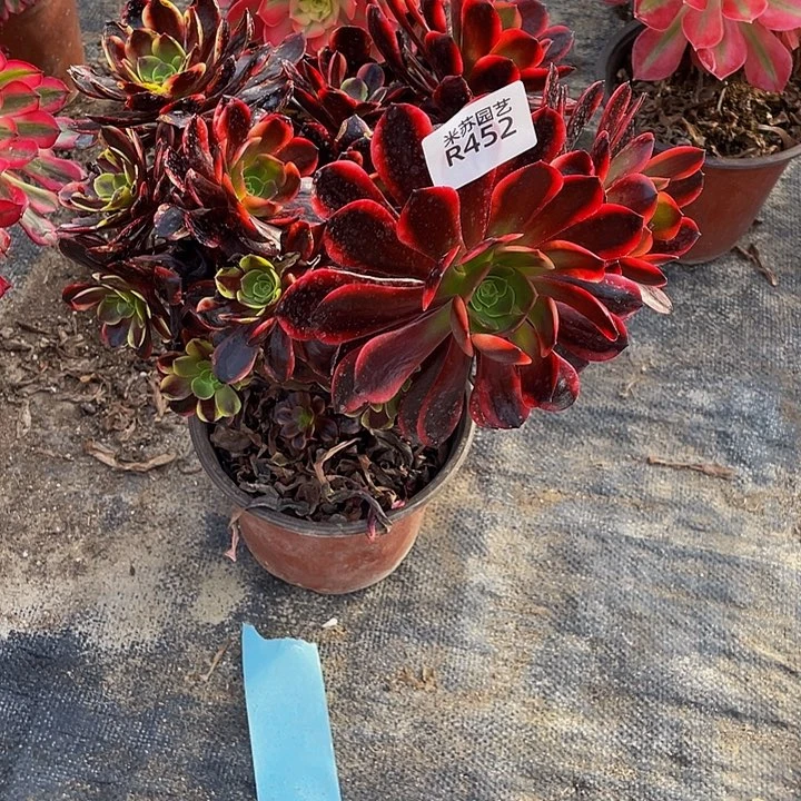 依*452多肉球的小伙伴