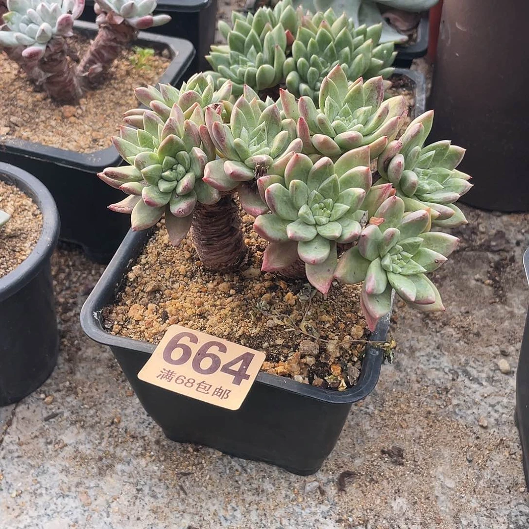 晨溪园艺仙女杯呀