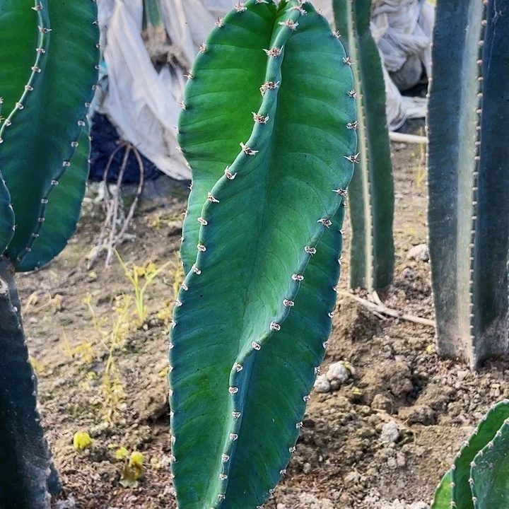 完全开放现切无根秘鲁苹果侧芽35cm