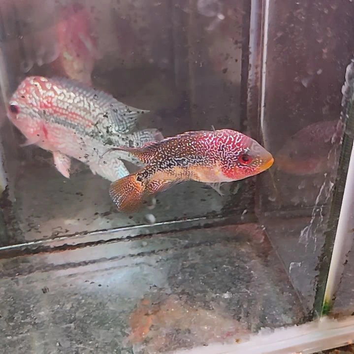 罗汉鱼二楼鱼！！！！！！