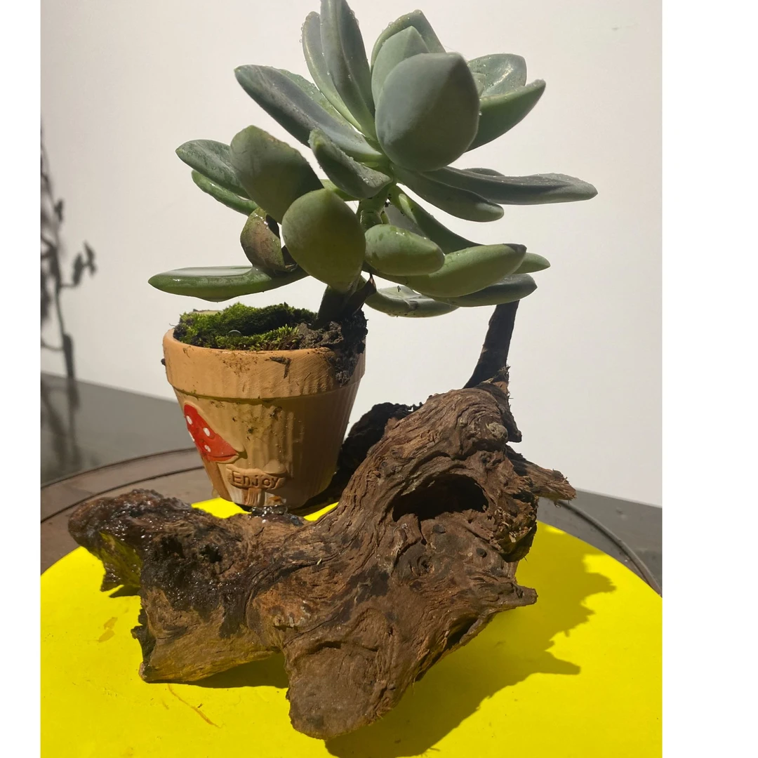 百年枯木纯手工打造室内仿真盆景艺术孤品摆件