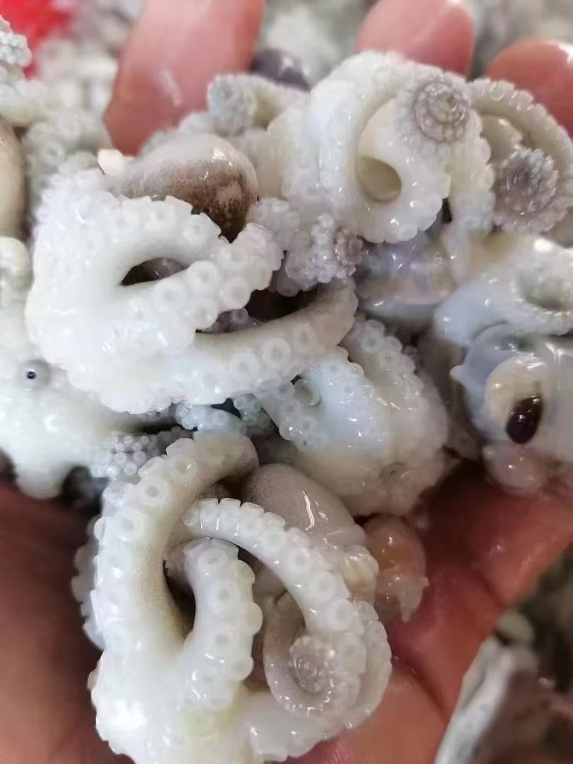 本地捕捞野生章鱼