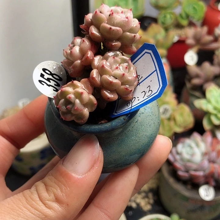 小牟              1