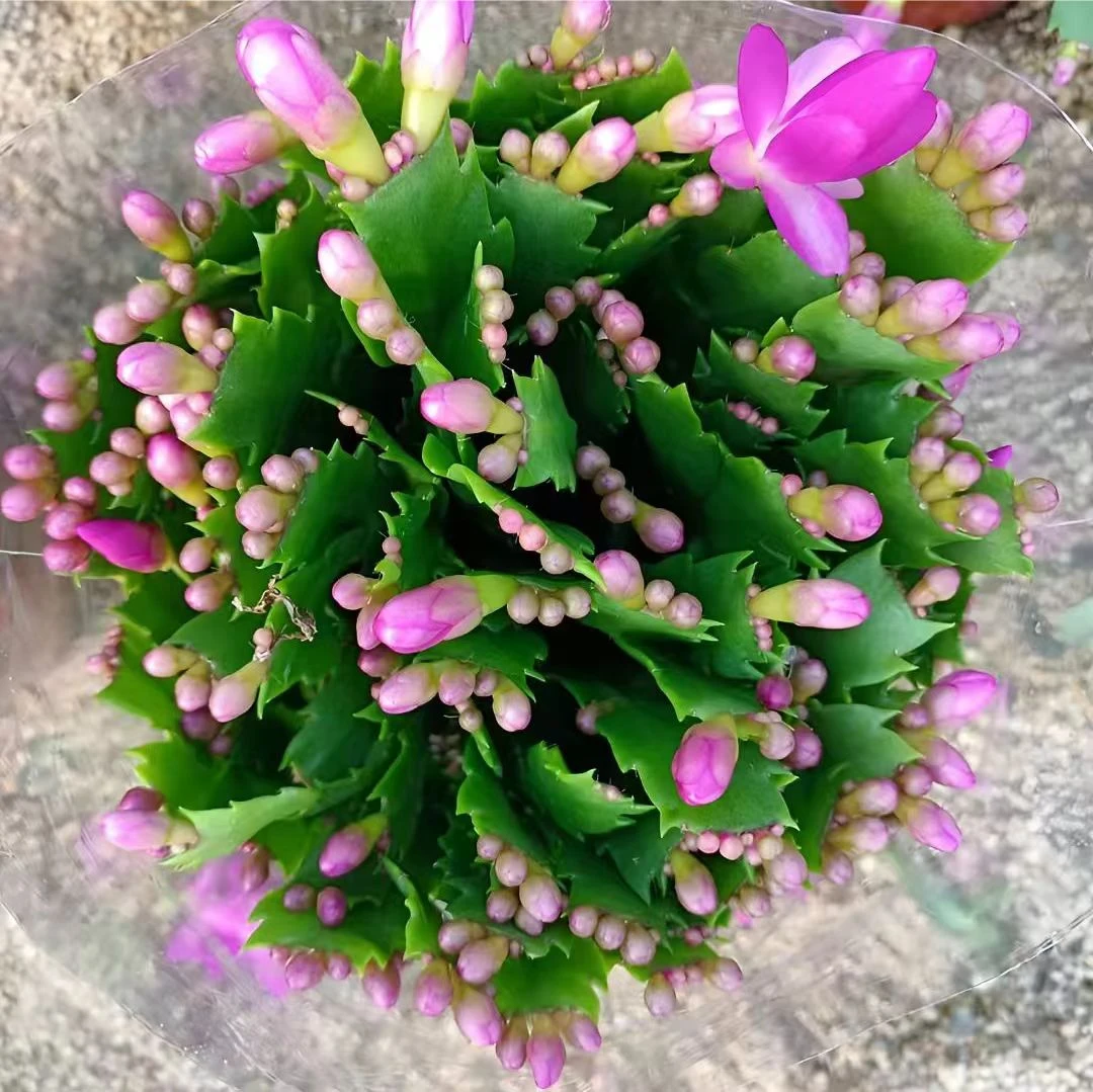 紫色蟹爪兰盆栽带花苞发货室内阳台办公室花卉绿植好养易活易开花