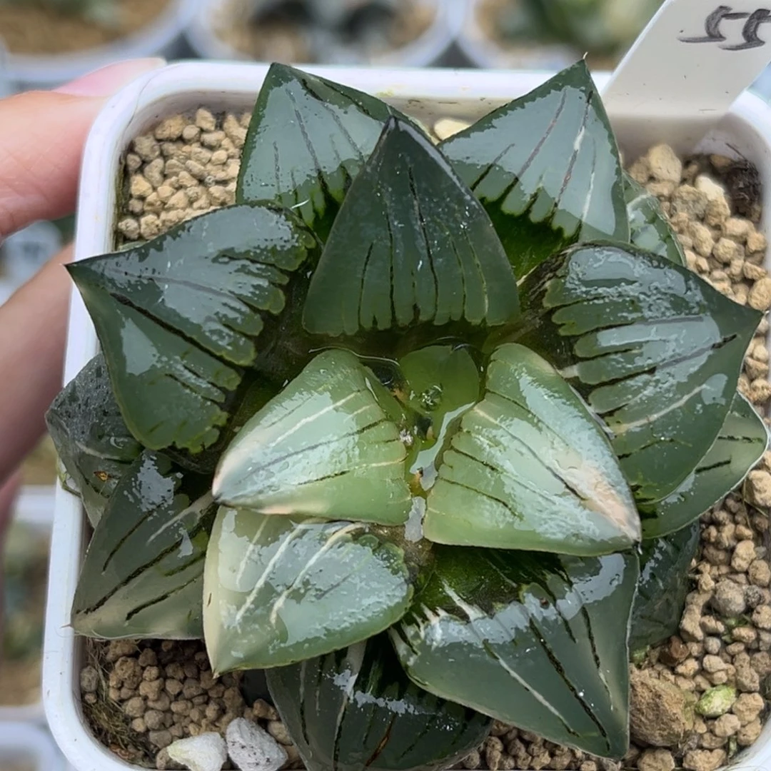 55巨大化红纹寿锦福利专场