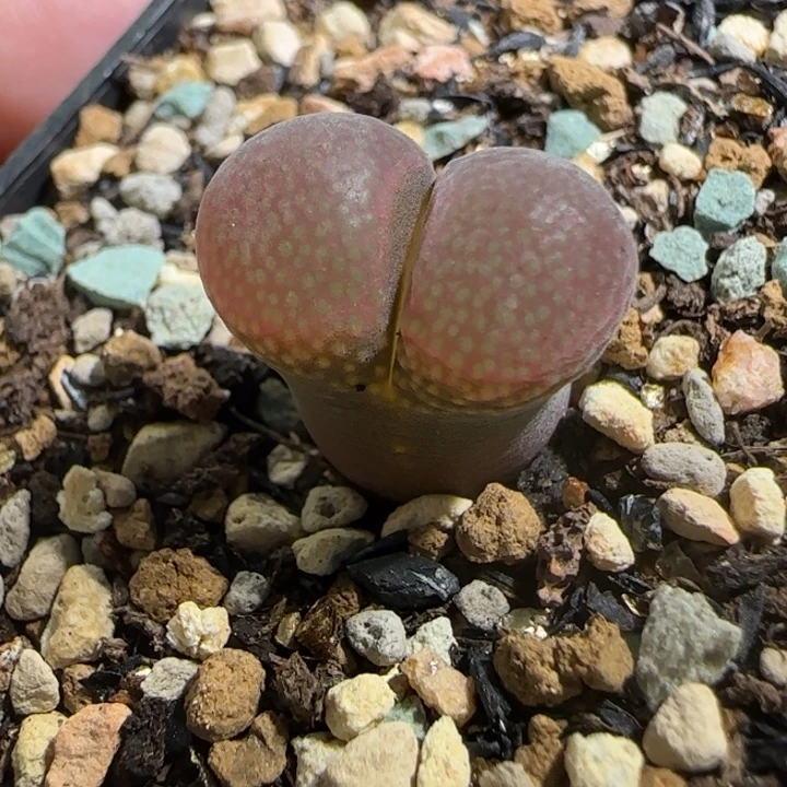 多肉植物籽播肯哈德22号
