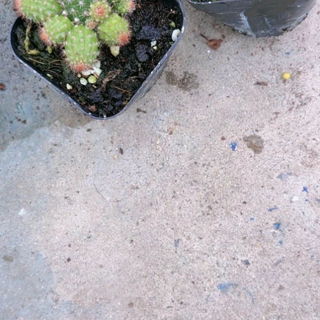 【闪购商品】橙花金妞多仔