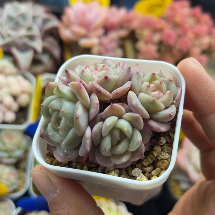 秃子甜心4头群5986