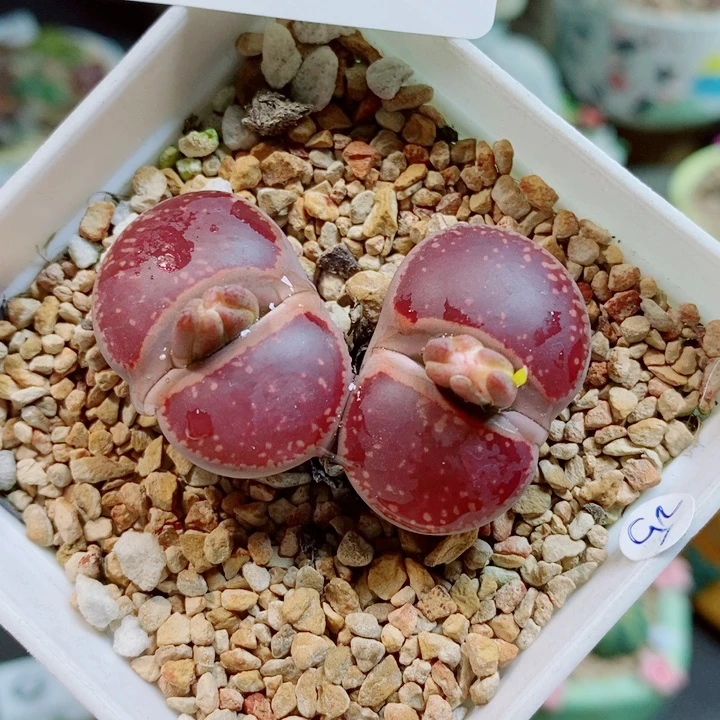 生石花花花花花花花花340