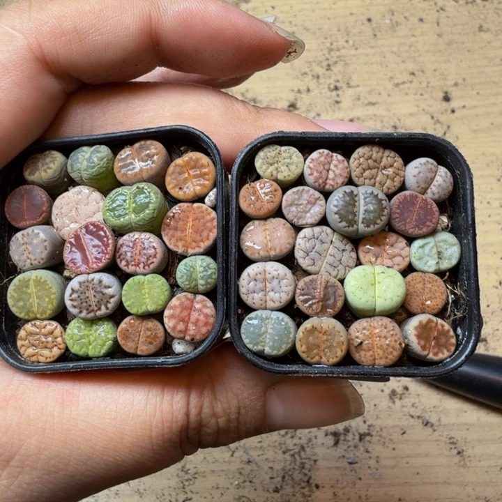 多肉植物的生长紫30
