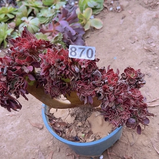 ꧁***꧂多肉植物一个欧子