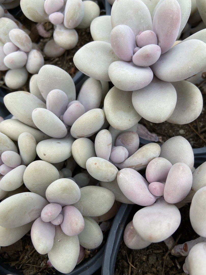 桃蛋三头 多肉盆栽好看好养