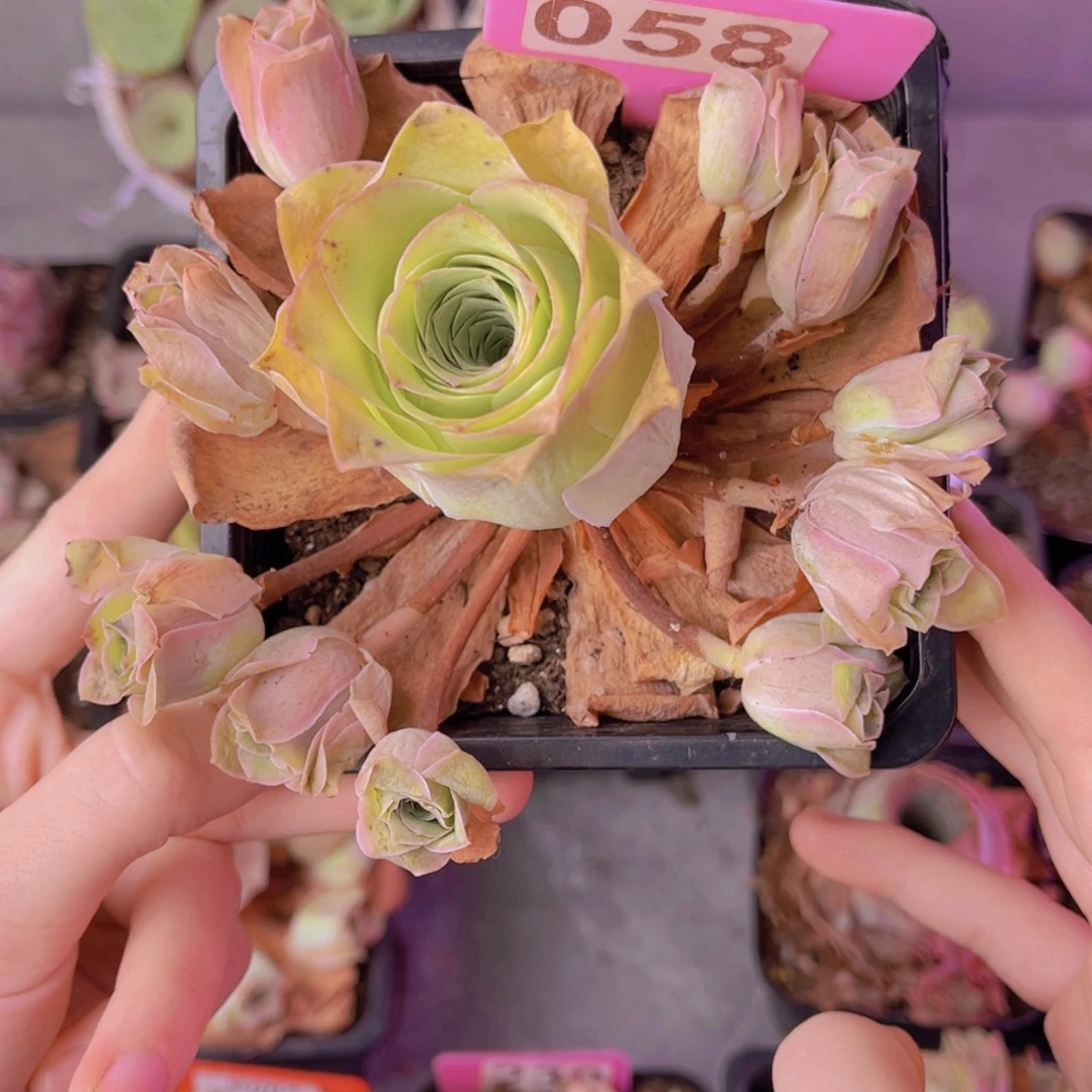 单品一物一拍058号