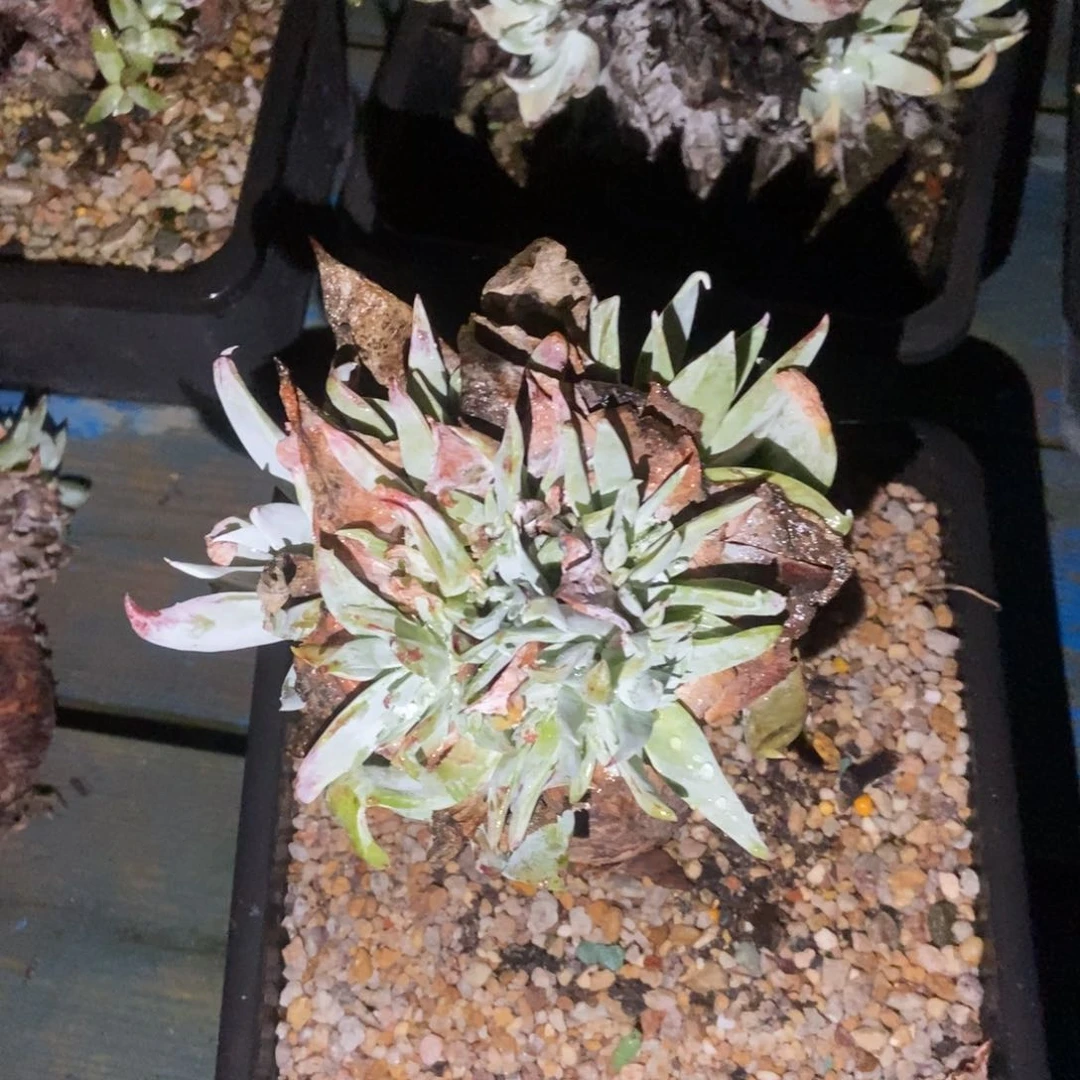 处理多肉植物啦啦啦