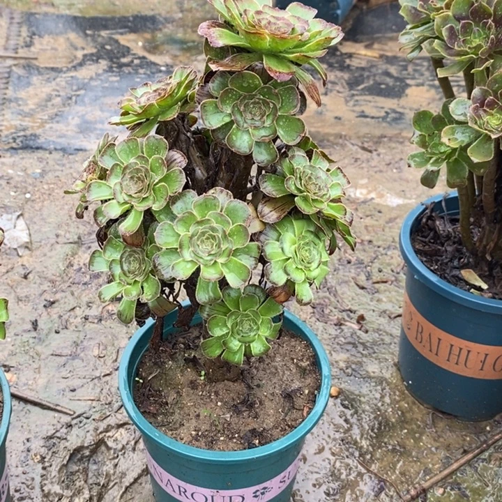 拉丝缀29多肉植物法师法师法师