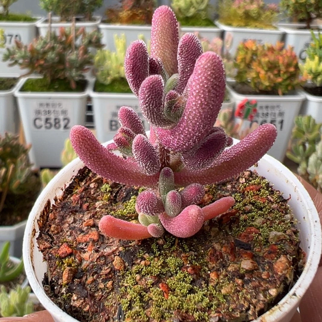 27-676枝干番杏超紫五圆盆