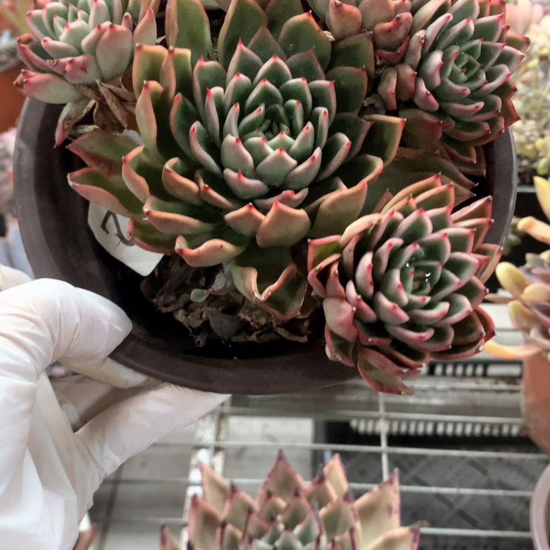 华*玉杯东云多肉植物