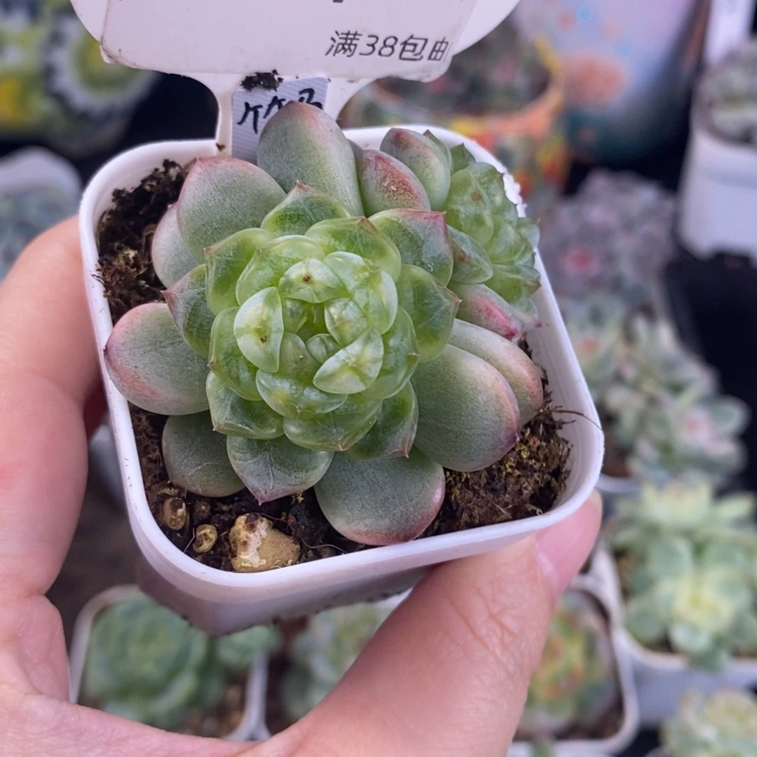 竹马双头甜心四号