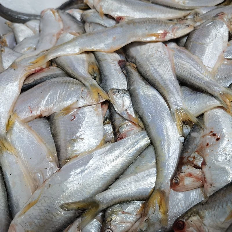 大连本地油扣鱼顺丰包邮（嫌小勿拍）