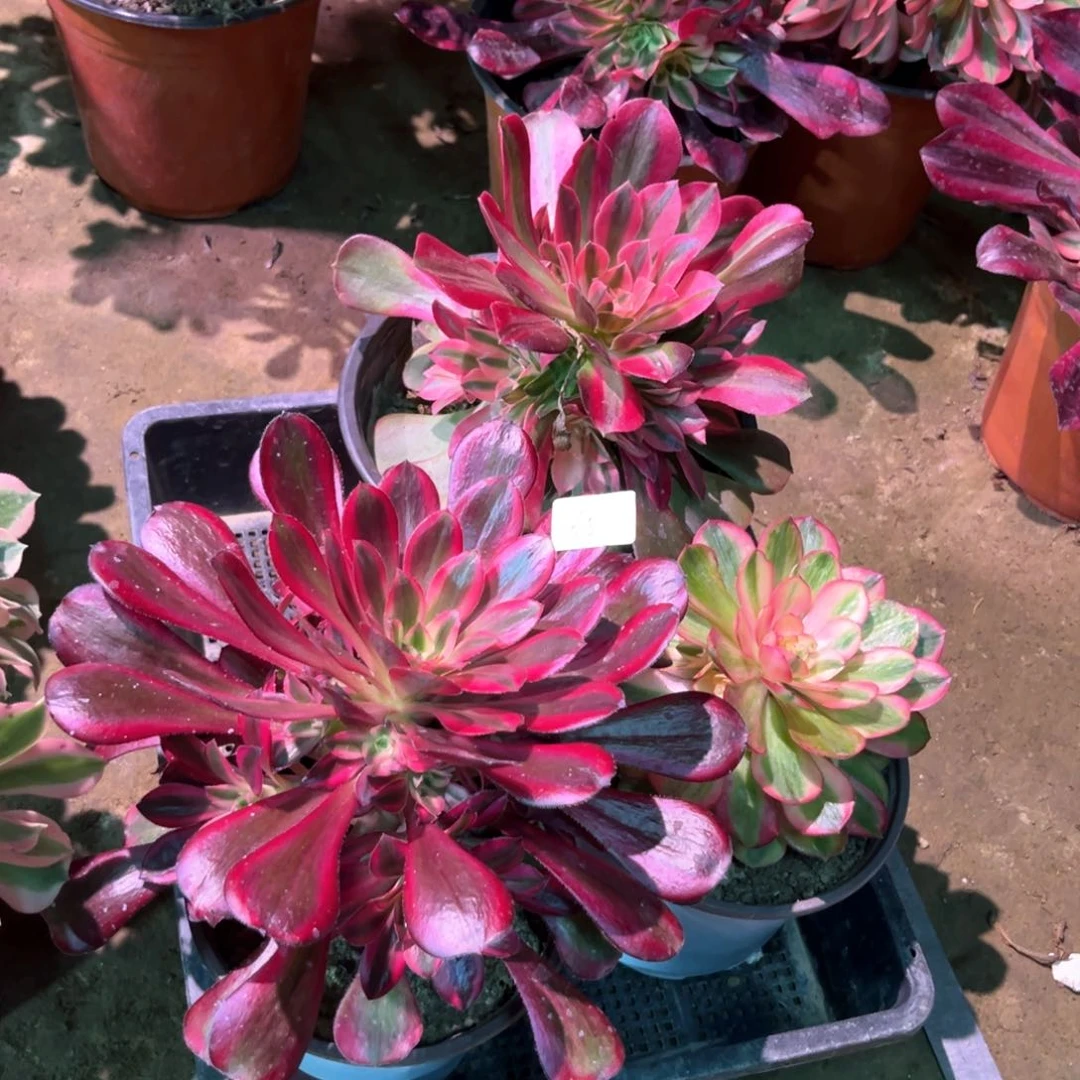 多肉植物法师3颗651