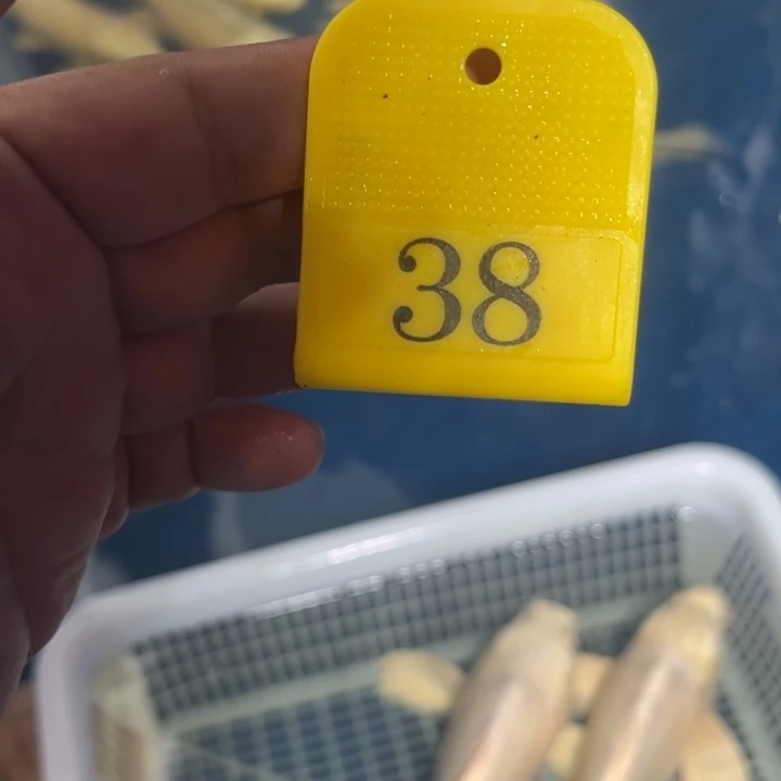 锦鲤淡水养殖基地38