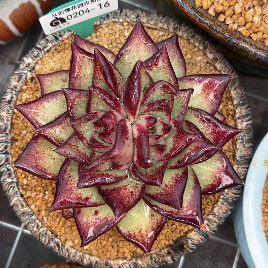 多肉一物一拍0204-16