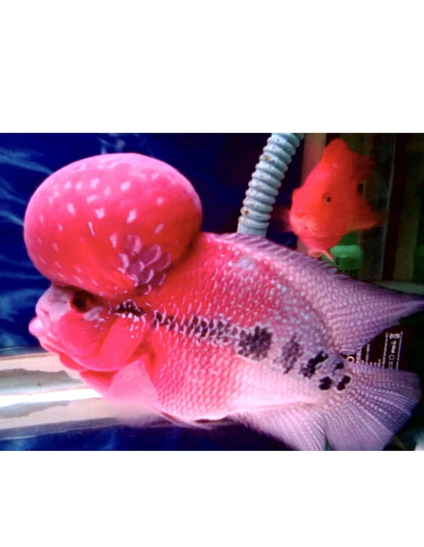 鸿运当头罗汉鱼条纹活体热带观赏鱼好养耐活淡水鱼鱼鲜活观赏鱼