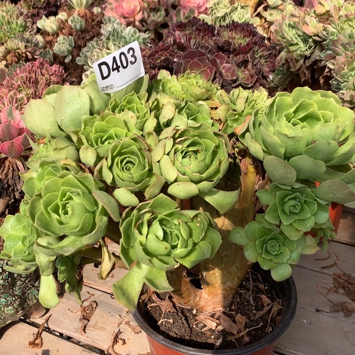 403绿羊绒缀多肉法师