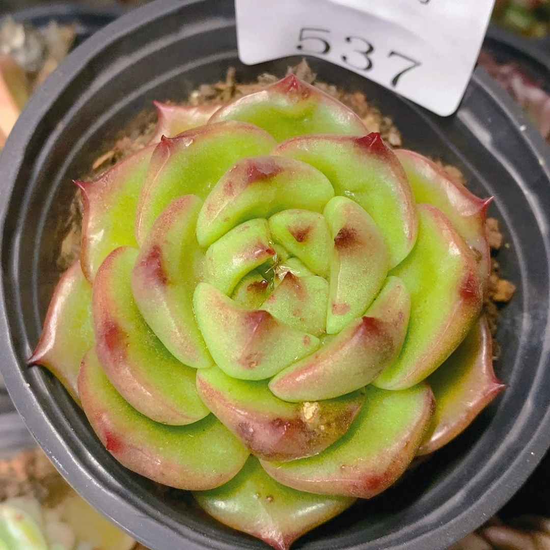 【闪购商品】云537