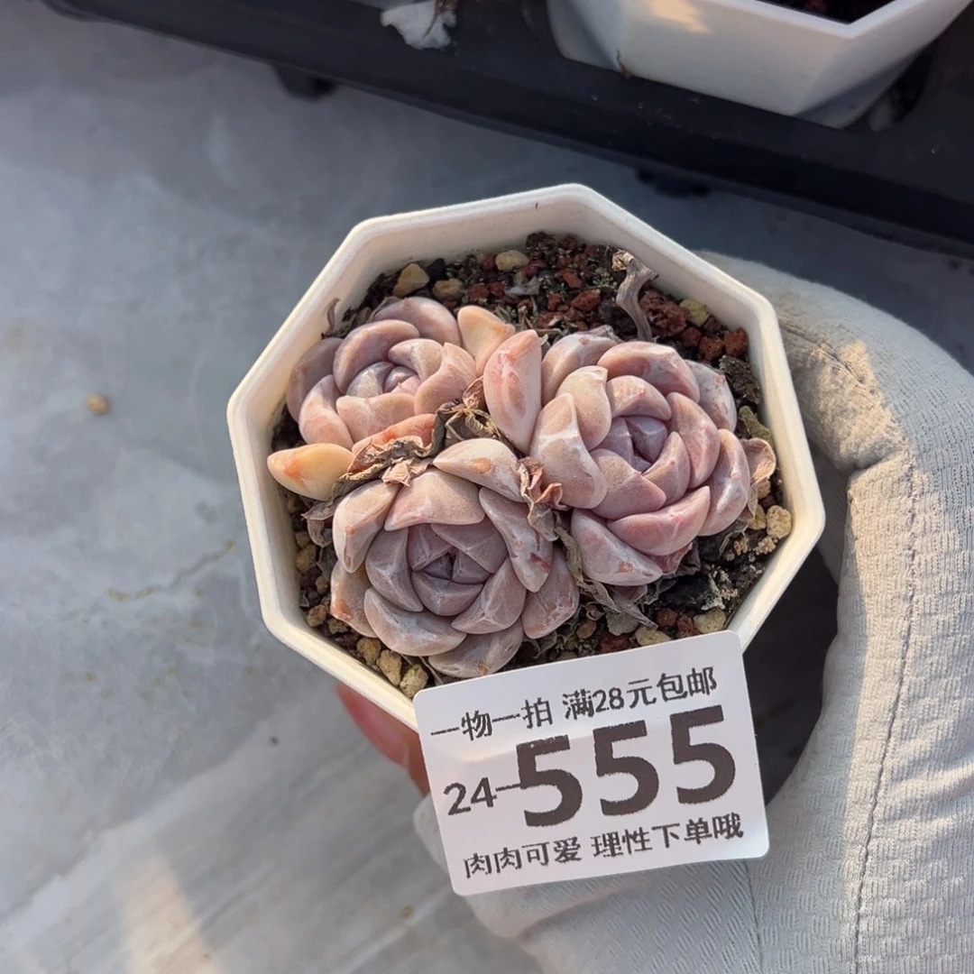 汉堡多肉多肉多肉