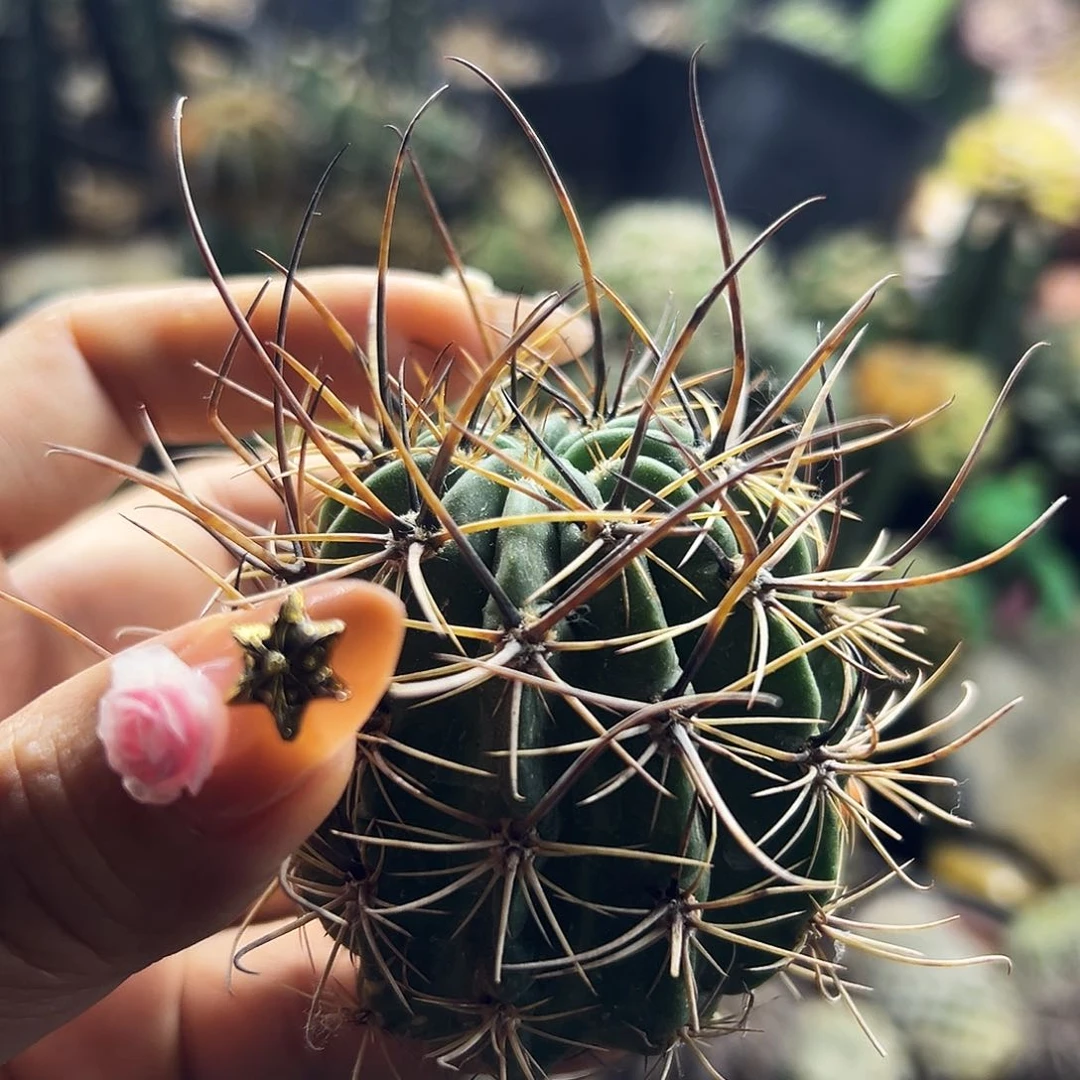 狂风有根仙人球111111111