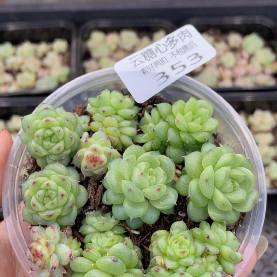 云糖心多肉植物353