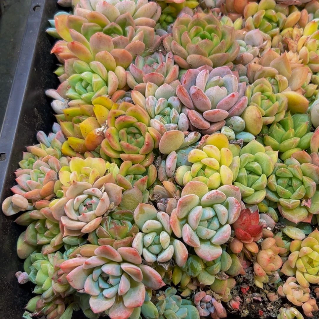 小***子251多肉葡萄的价格是多少呢