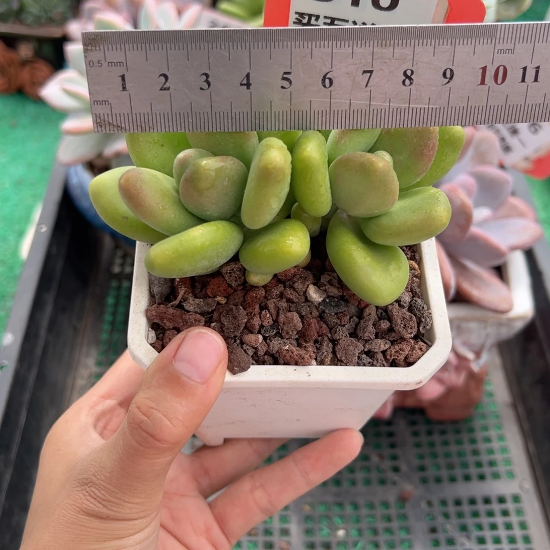 表妹精品多肉植物510.