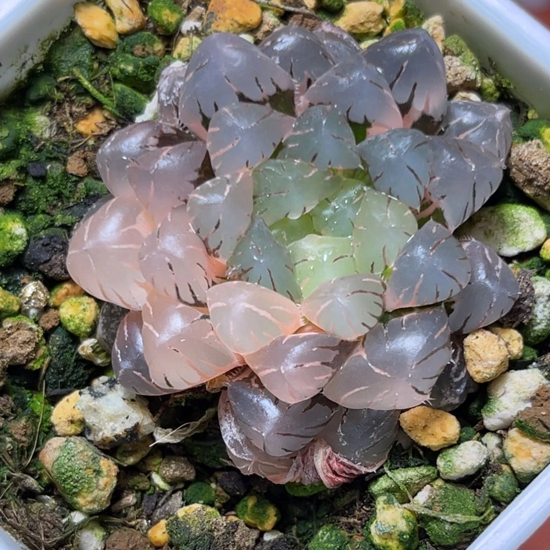 恭喜发财大吉大利810