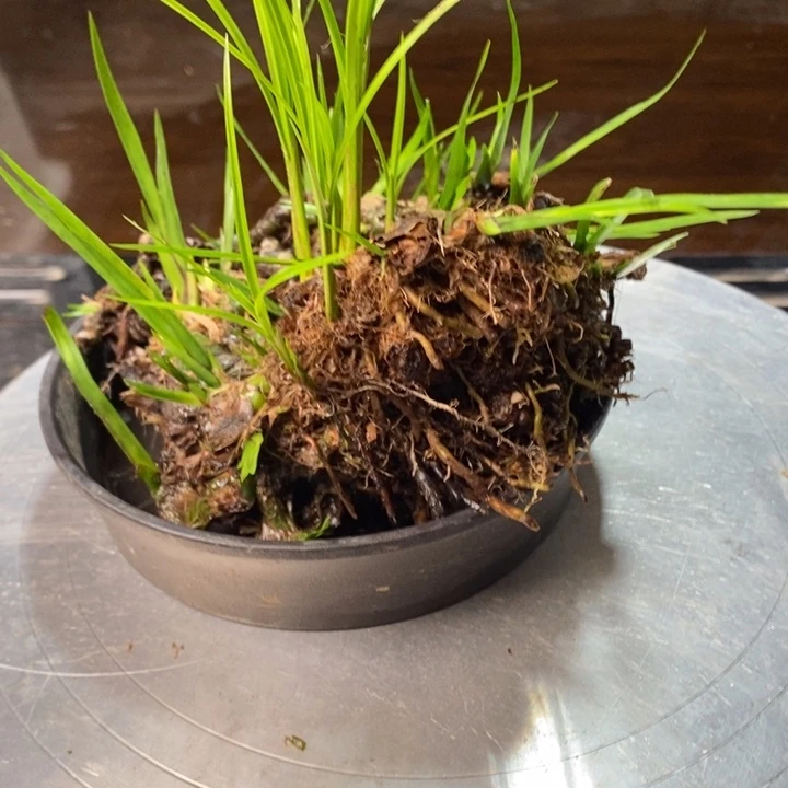 无花朵石菖蒲这两种都可以的
