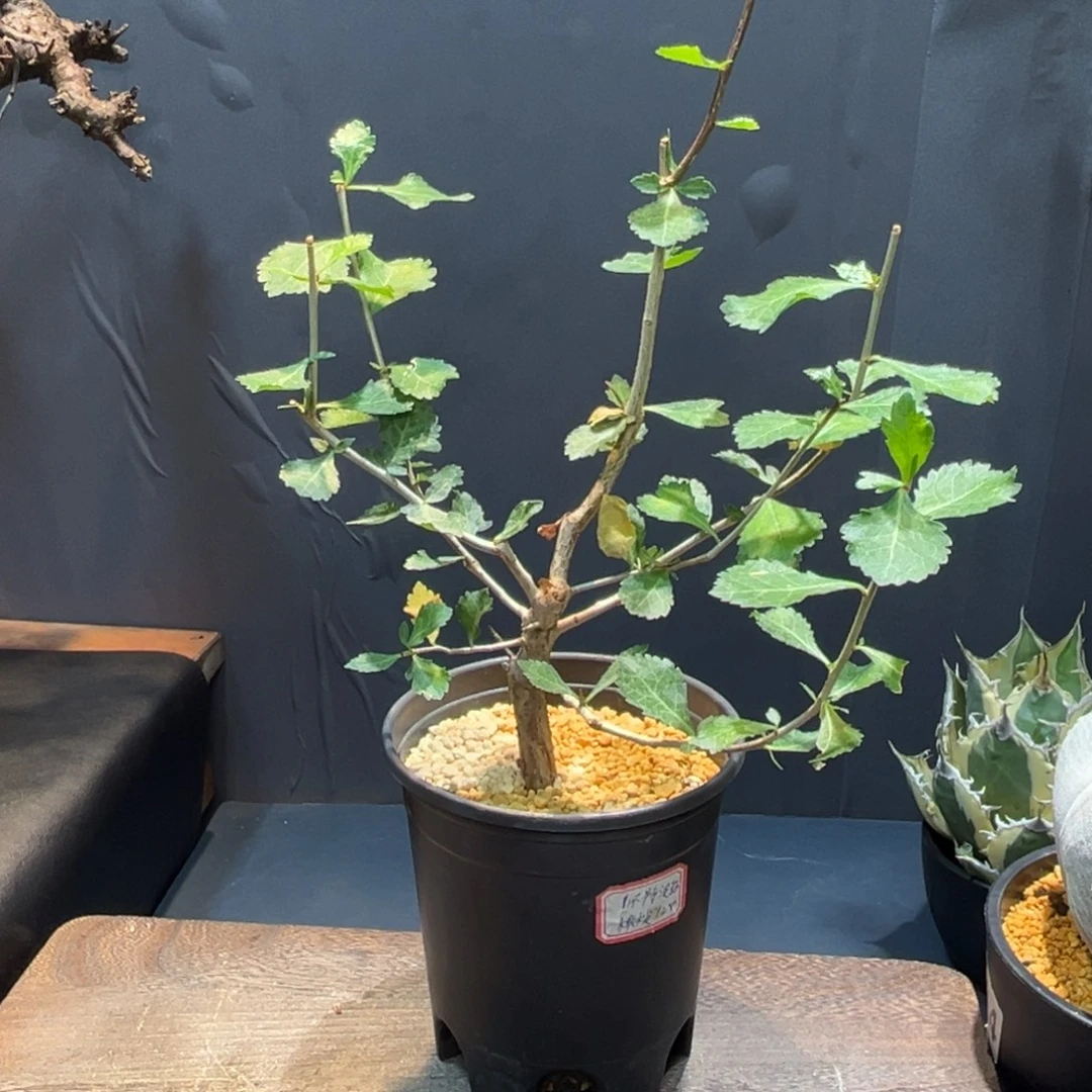 怀特福利Zzzzzzzzzzzzzzz