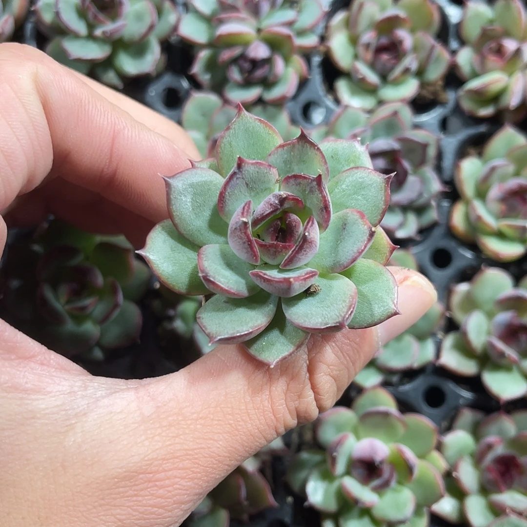 精品珊果珍妮多肉植物