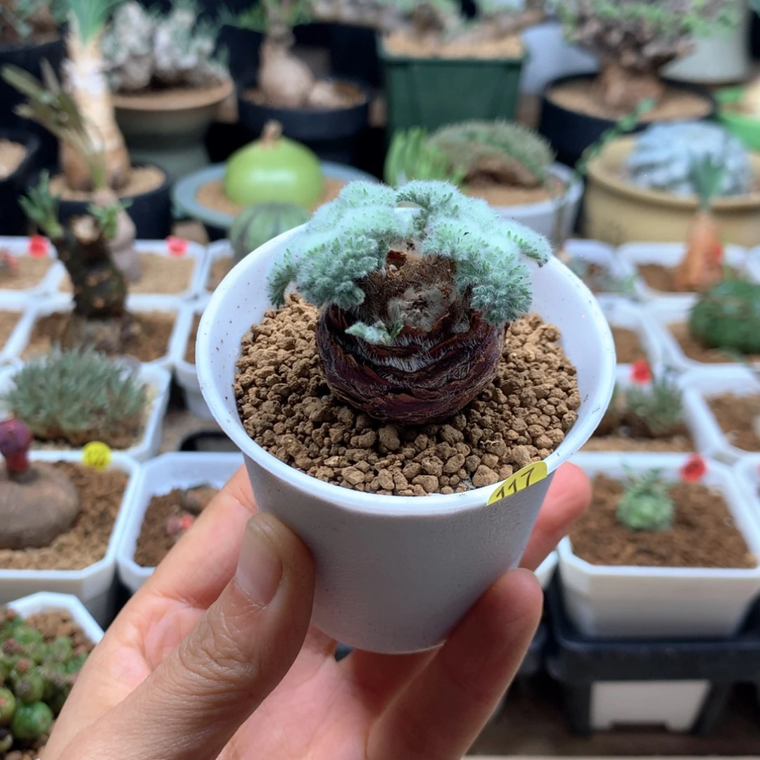 羽叶杨葵母本带盆117