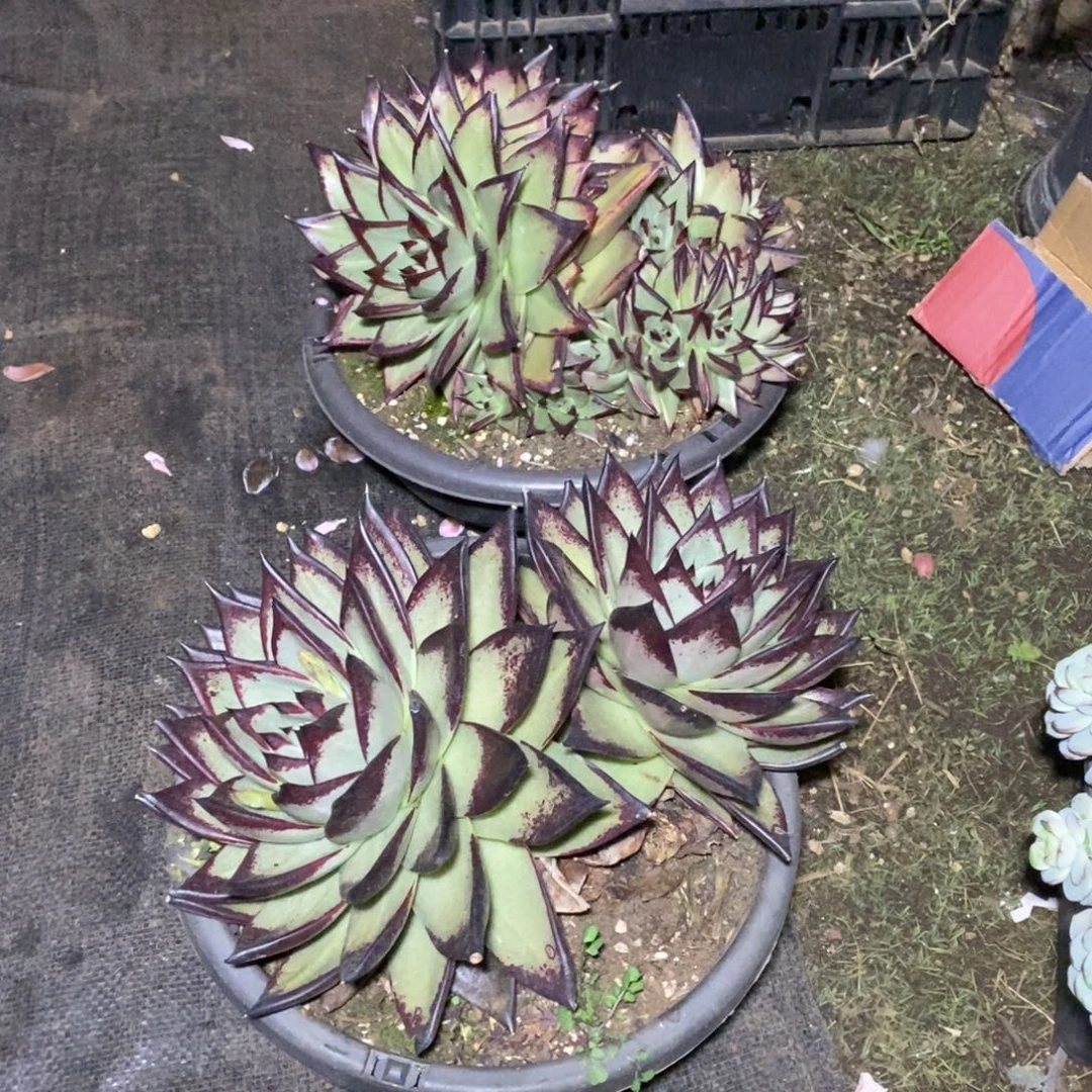黑乌木一物一拍一起一拍