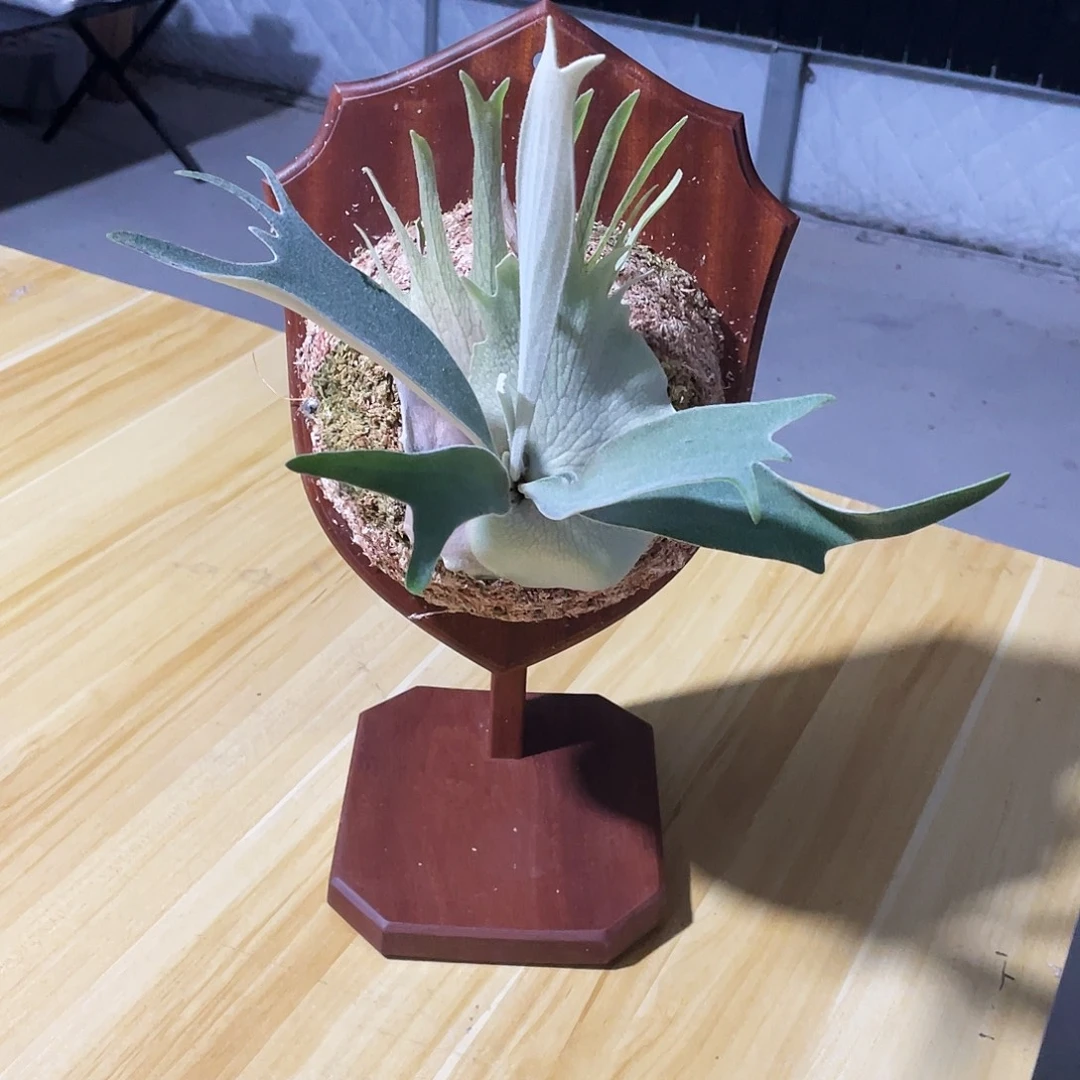 完全开放鹿角蕨 桌面版