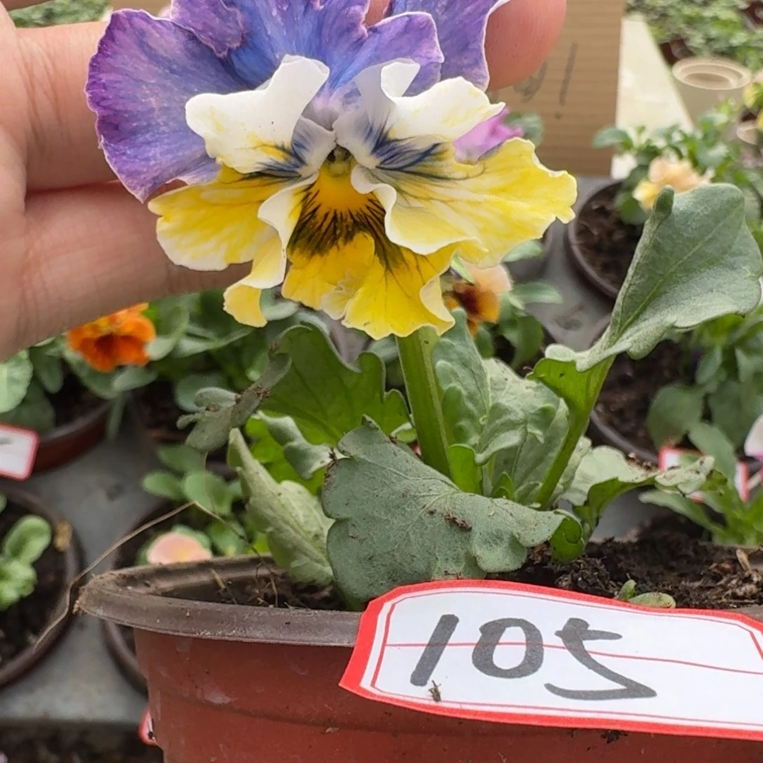 大部分花苞少量开放105