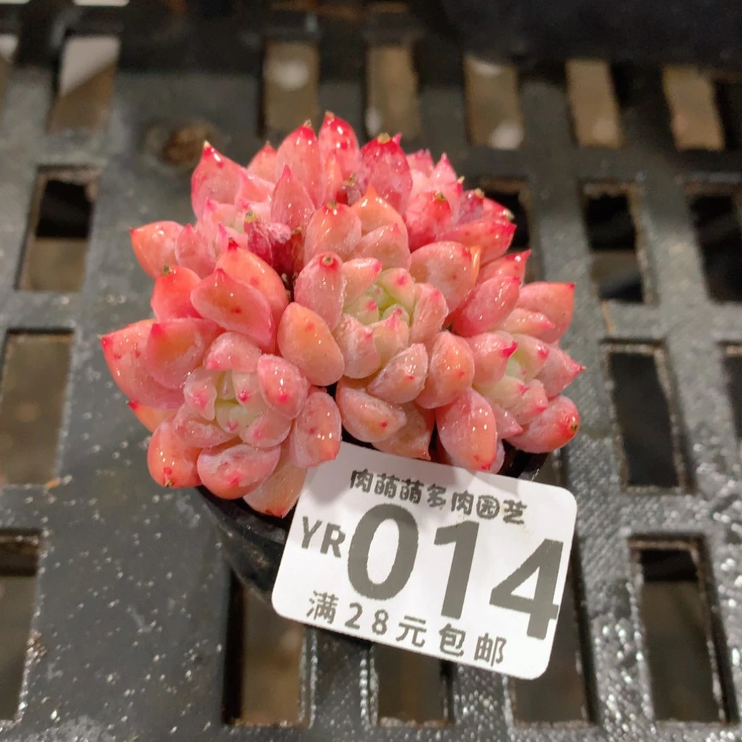 肉萌萌拇指盆精控多肉YR014