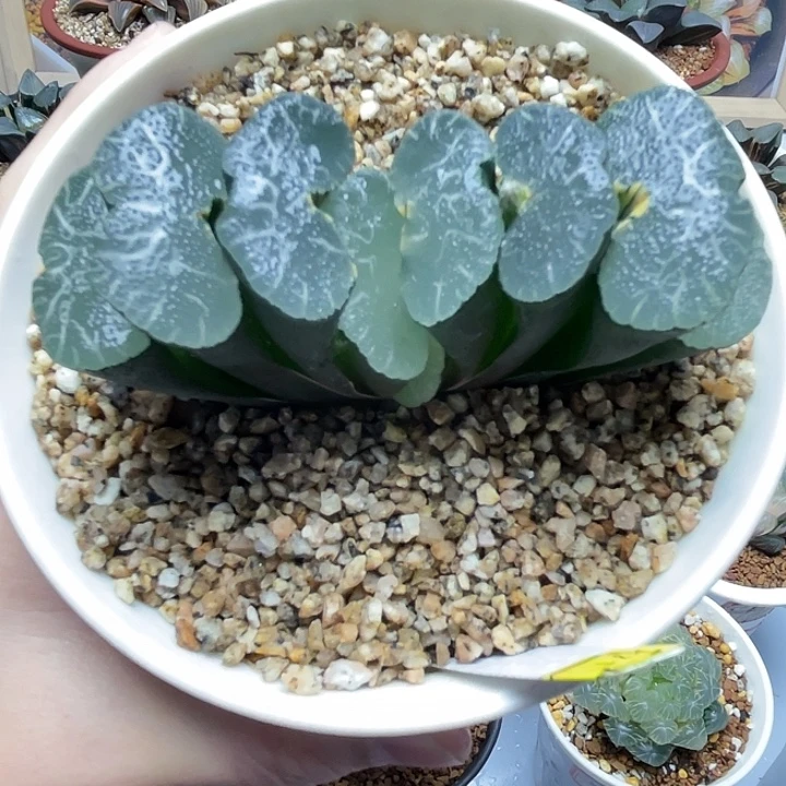 31  大绳玉扇锦母本十二卷多肉