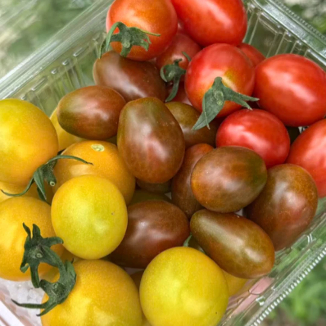 【顺丰到家】自然熟水果番茄三色小番茄番茄味浓郁口口爆汁