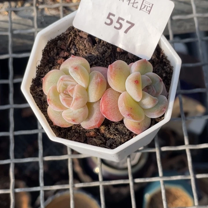 嫊****557号糖心冰心珍妮