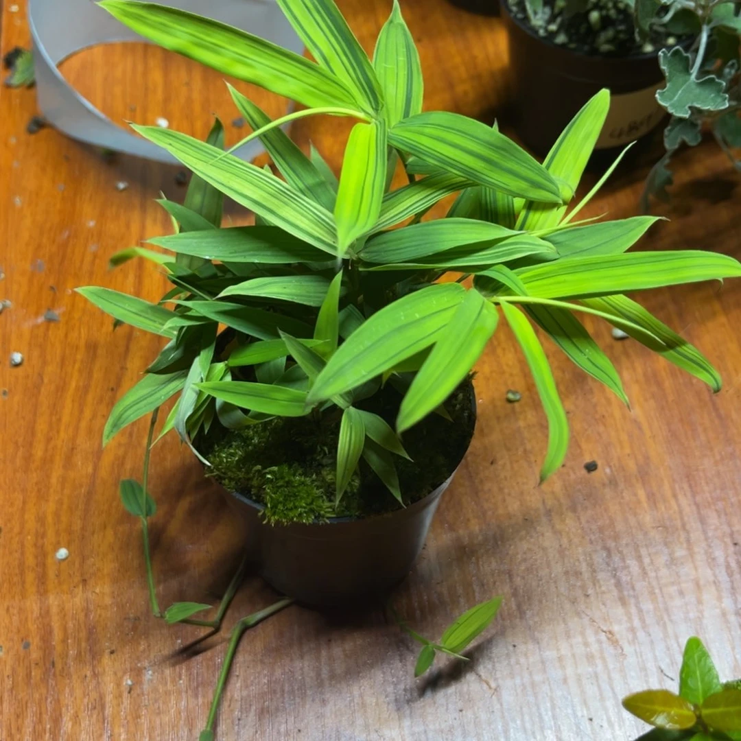 不开花植物?***业